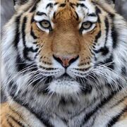 Kot69