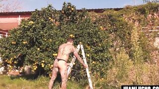 ORANGE JUICE