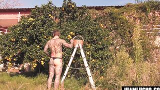 ORANGE JUICE