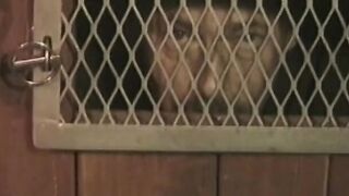 Tied man is subdued with strange cock remedy by 2 chicks