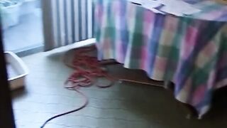 My filthy PREGNANT Ex-Wife needs to SCREWED!!! - vol. #08