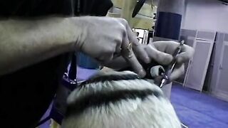 Freaky nympho with round butt gets doggy style pounding of