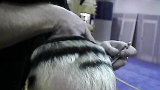 Freaky nympho with round butt gets doggy style pounding of