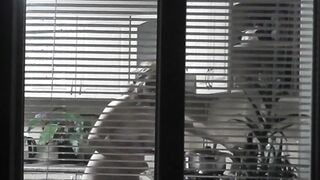 Peeping. Voyeur. Neighbors pervert voyeur inside evening on street looks out window as nude beauty neighbors inside kitchen prepares dinner for her hubby. Nude into outdoor. Nude at home. Family. Public