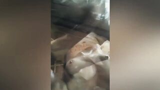 Compilation of photos and videos exhibitionism, masturbation having fun lovely wit