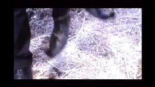 Long Stallion for Nasty Pussies!!! - Vol. #03