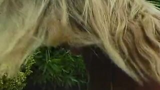 goddess dyke babes using sex toy to screwed cunts while muff diving with their tongues