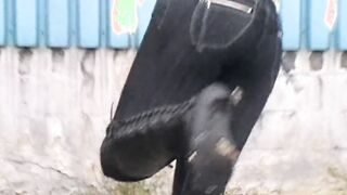 crushing toes