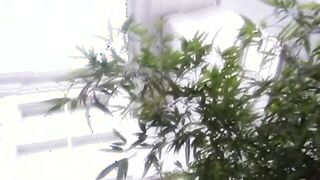 Hispanic Pietra Ferrari spreads her legs for a dick inside her butt