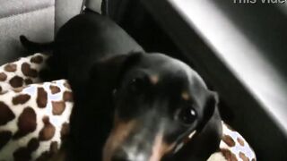 Goddess Cutie rubbing a penis while the dude driving caught on clip
