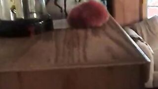 Luxurious strap on sex into foursome fucking action