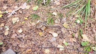 Walking with my stepsister inside the forest park. Sex blog, Live scene. - pov
