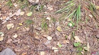 Walking with my stepsister inside the forest park. Sex blog, Live scene. - pov