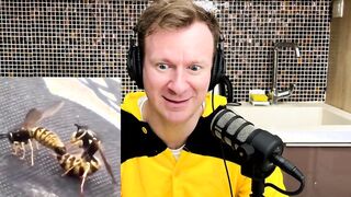 Do you like Bee Porn?