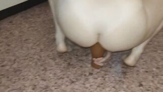 Double penetration (vibrator and anal)