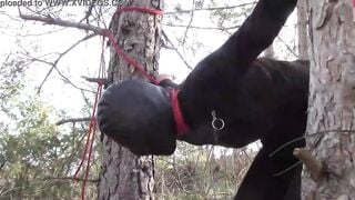 Bound up to a tree outside on Beauty clothes, wearing stockings and high ankle boots heels, hard boned