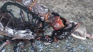Fallout four Creatures