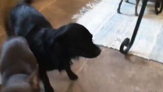 Carolyn Reese masturbates with vibrator
