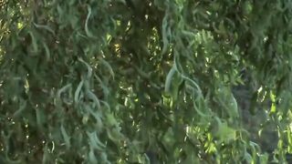 Petite ebony haired cunt with mouth with tiny jugs fucks into nylons on date