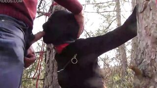 Bound to a tree on a beauty outfit, masked and outdoors deep throat with no mercy