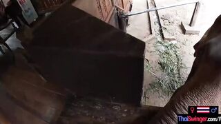 Elephant rides inside Thailand with teenie lovers who had sex afterwards