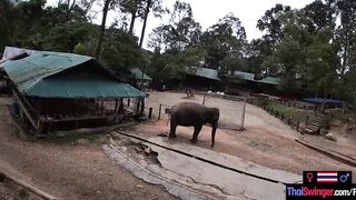 Elephant rides inside Thailand with teenie lovers who had sex afterwards