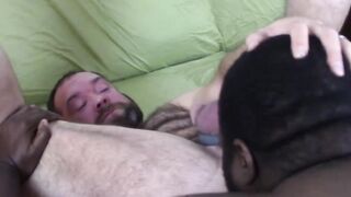 Big black bear eats ass before barebacking hairy cub