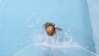 Pool Tease