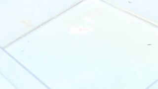 Beautiful Japanese babes peeing and having fun