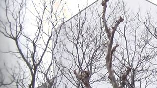 Japanese cuties take panties off to pee in hidden places
