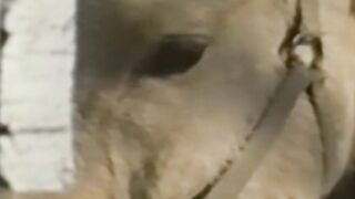 Stud with mustache sucks his man and drills him raw