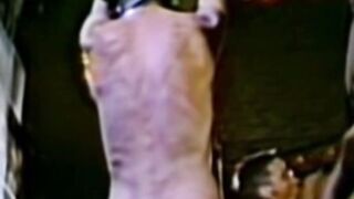 Restrained young man  to cum in vintage video