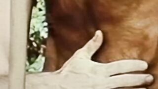 Retro gay porn horny muscle men big cock sucking sixtynine