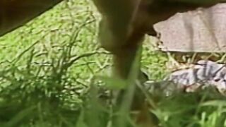 Thick cock jock sucked off in passionate outdoor encounter