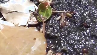 Japanese ladies secretly taped as they are pissing