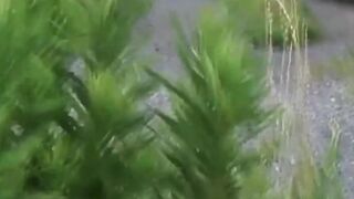 School  from Japan peeing while at the same time clearing out