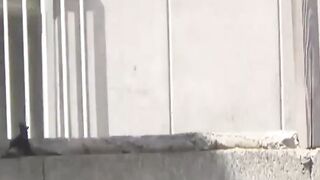 Wicked Japanese angels have no issues peeing openly