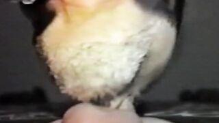 Vintage muscular jock throatfucked hard through glory hole