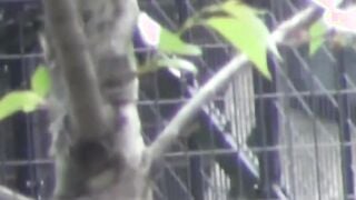 Japanese women furtively taped as they are pissing