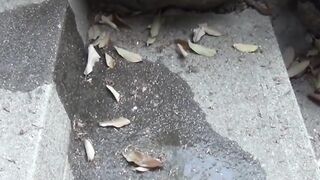 Japanese chick takes off her dress to piss outside in public