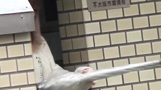Gorgeous Japanese chicks need to pee really bad in this vid