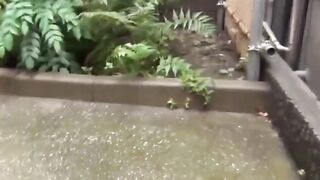 Japanese marvels in rush to deliver their brilliant showers