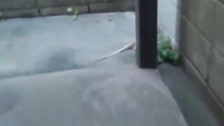 Japanese ladies are letting waterways of their piss on roads
