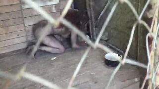 Horror Porn 9 Wild Beast
