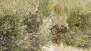 Big tits TS hiker barebacked in the forest by her partner