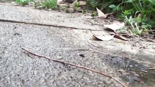 Japanese women shot peeing out in the open by fortunate voyeur