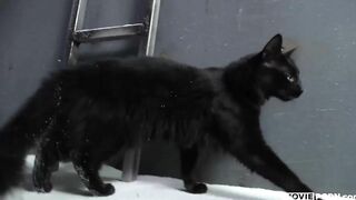 MOVIEPORN - Catwhore