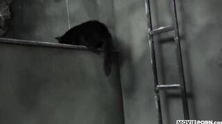 MOVIEPORN - Catwhore