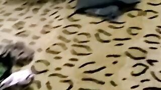 Fat young amateur masturbates and receives a blowjob