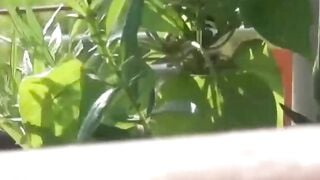Japanese school  release their peeing power outside